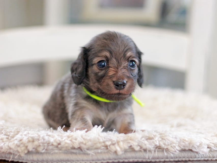 カニンヘンダックスフンド カイラ&竹千代の子犬 イエロー（クリーム） 男の子