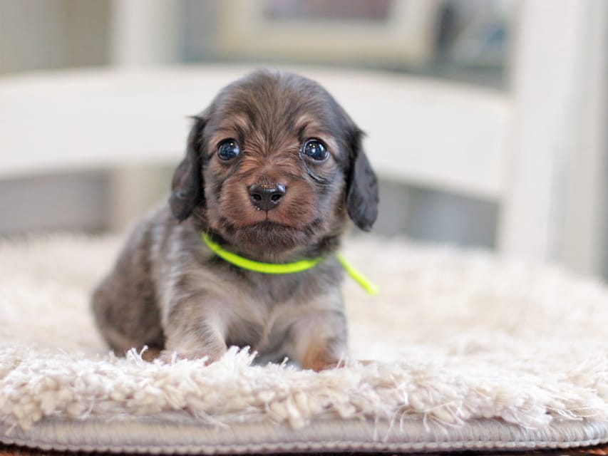 カニンヘンダックスフンド カイラ&竹千代の子犬 イエロー（クリーム） 男の子