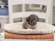 Kaninchen_Dachshund_0967