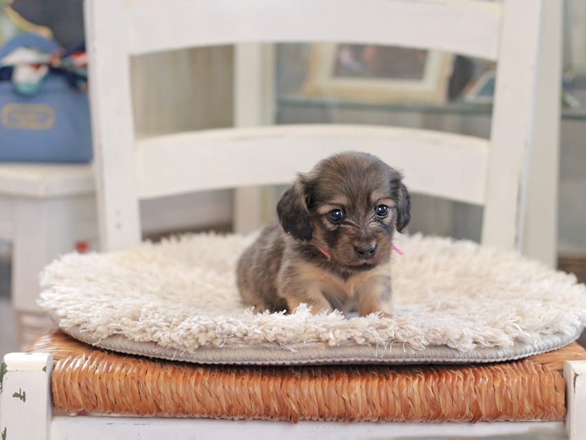 カニンヘンダックスフンド カイラ&竹千代の子犬 イエロー（クリーム） 女の子