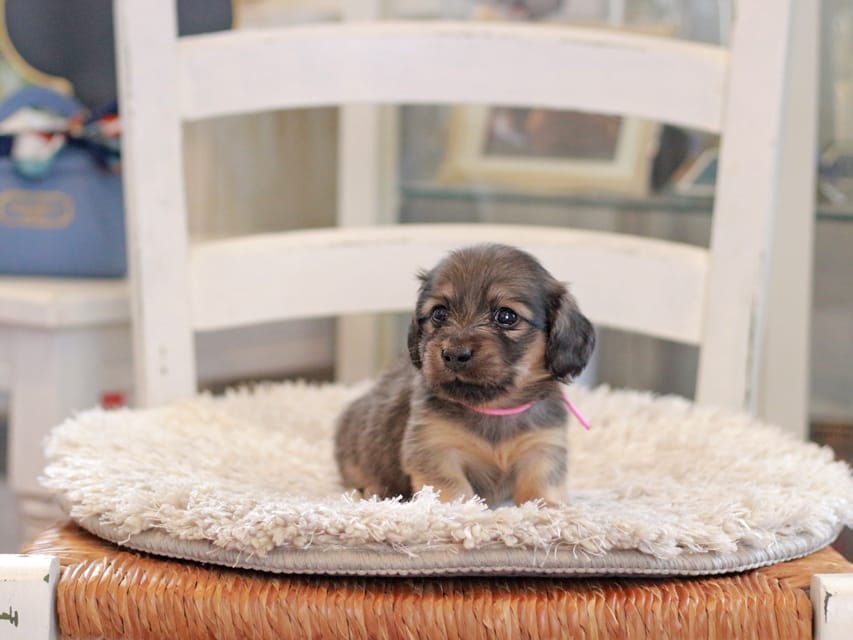 カニンヘンダックスフンド カイラ&竹千代の子犬 イエロー（クリーム） 女の子
