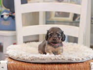 Kaninchen_Dachshund_0974