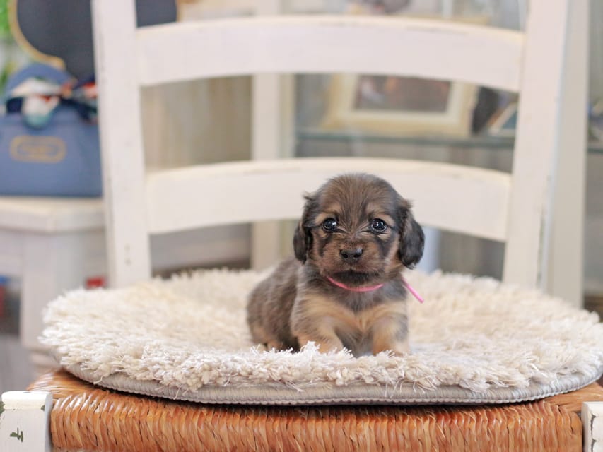 カニンヘンダックスフンド カイラ&竹千代の子犬 イエロー（クリーム） 女の子