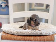 Kaninchen_Dachshund_0977 Kaninchen_Dachshund_0977