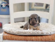 Kaninchen_Dachshund_0982