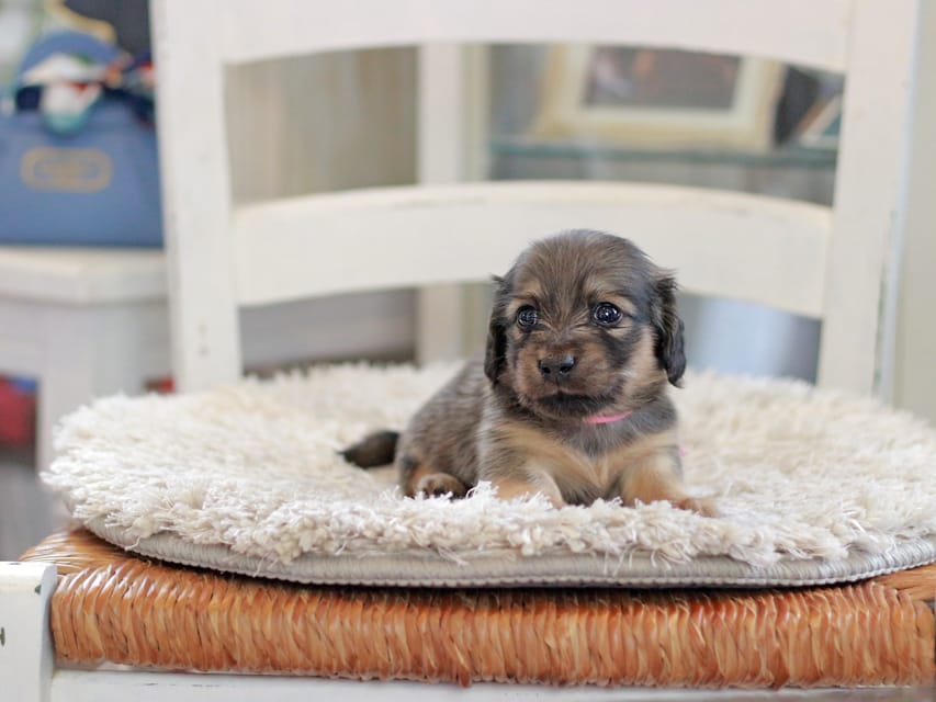 カニンヘンダックスフンド カイラ&竹千代の子犬 イエロー（クリーム） 女の子