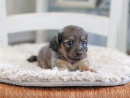 Kaninchen_Dachshund_0985 Kaninchen_Dachshund_0985
