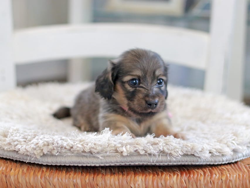 カニンヘンダックスフンド カイラ&竹千代の子犬 イエロー（クリーム） 女の子