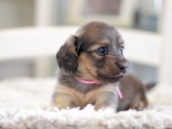 Kaninchen_Dachshund_0993