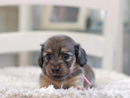 Kaninchen_Dachshund_0997 Kaninchen_Dachshund_0997