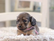 Kaninchen_Dachshund_0998