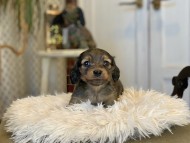 Kaninchen_Dachshund_10
