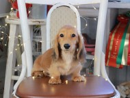 Kaninchen_Dachshund_1013