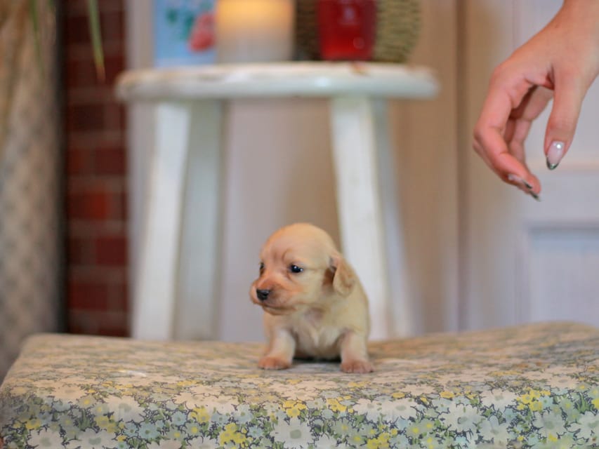 カニンヘン ダックスフンド フルール&ロックスの子犬 イエロー(クリーム) 女の子Kaninchen_Dachshund_1014 カニンヘン ダックスフンド フルール&ロックスの子犬 イエロー(クリーム) 女の子
