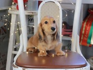 Kaninchen_Dachshund_1015 Kaninchen_Dachshund_1015