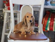 Kaninchen_Dachshund_1023