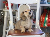 Kaninchen_Dachshund_1031