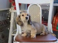 Kaninchen_Dachshund_1038