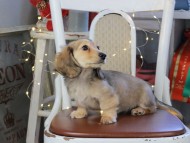 Kaninchen_Dachshund_1039