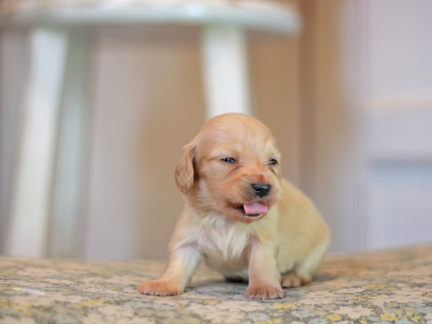 カニンヘン ダックスフンド フルール&ロックスの子犬 イエロー(クリーム) 女の子Kaninchen_Dachshund_1052 カニンヘン ダックスフンド フルール&ロックスの子犬 イエロー(クリーム) 女の子
