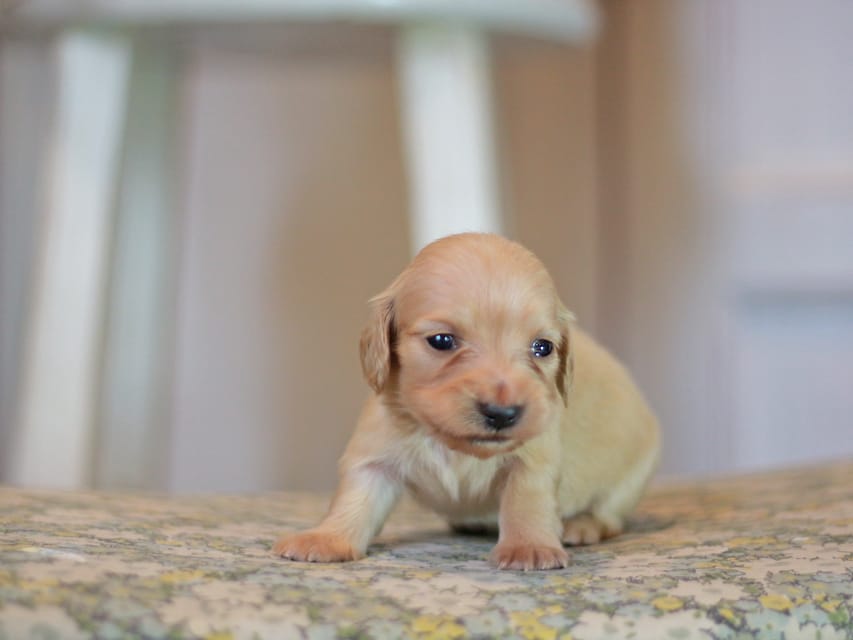カニンヘン ダックスフンド フルール&ロックスの子犬 イエロー(クリーム) 女の子Kaninchen_Dachshund_1053 カニンヘン ダックスフンド フルール&ロックスの子犬 イエロー(クリーム) 女の子