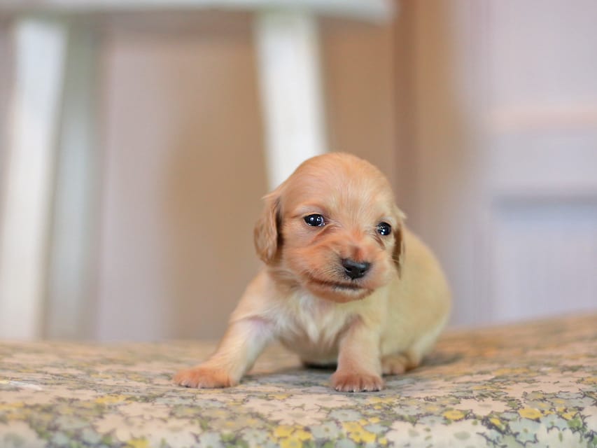 カニンヘン ダックスフンド フルール&ロックスの子犬 イエロー(クリーム) 女の子Kaninchen_Dachshund_1054 カニンヘン ダックスフンド フルール&ロックスの子犬 イエロー(クリーム) 女の子