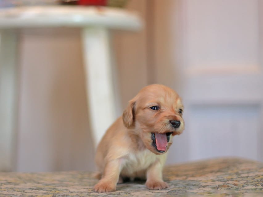 カニンヘン ダックスフンド フルール&ロックスの子犬 イエロー(クリーム) 女の子Kaninchen_Dachshund_1058 カニンヘン ダックスフンド フルール&ロックスの子犬 イエロー(クリーム) 女の子