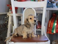 Kaninchen_Dachshund_1058