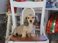 Kaninchen_Dachshund_1063