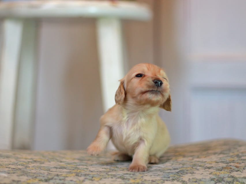 カニンヘン ダックスフンド フルール&ロックスの子犬 イエロー(クリーム) 女の子Kaninchen_Dachshund_1069 カニンヘン ダックスフンド フルール&ロックスの子犬 イエロー(クリーム) 女の子