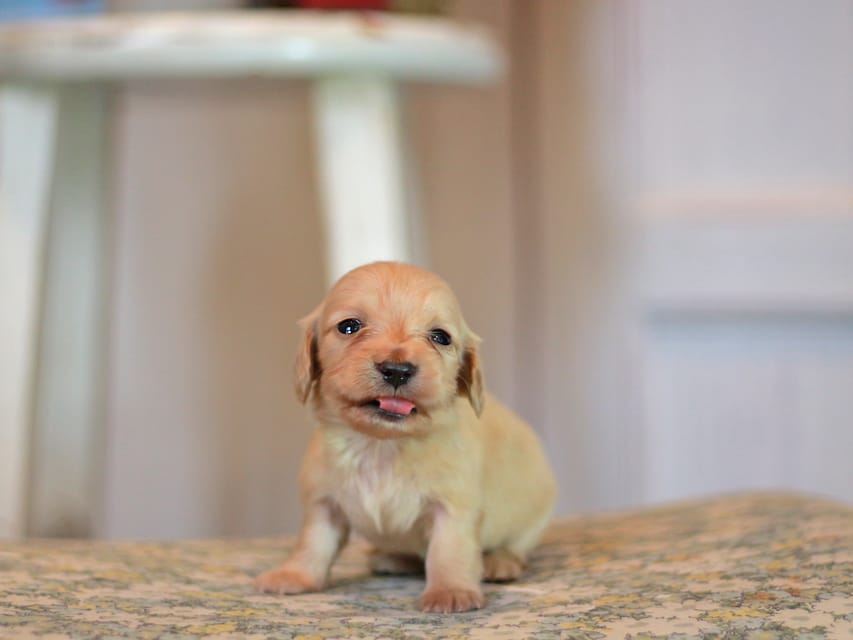 カニンヘン ダックスフンド フルール&ロックスの子犬 イエロー(クリーム) 女の子Kaninchen_Dachshund_1070 カニンヘン ダックスフンド フルール&ロックスの子犬 イエロー(クリーム) 女の子