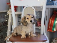 Kaninchen_Dachshund_1070 Kaninchen_Dachshund_1070