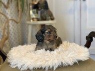 Kaninchen_Dachshund_11
