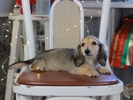 Kaninchen_Dachshund_1105