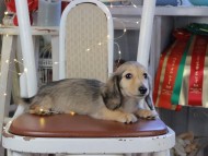 Kaninchen_Dachshund_1106