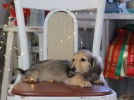 Kaninchen_Dachshund_1108 Kaninchen_Dachshund_1108