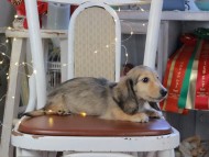 Kaninchen_Dachshund_1111