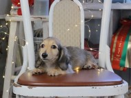 Kaninchen_Dachshund_1137