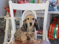 Kaninchen_Dachshund_1150
