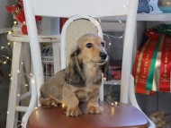 Kaninchen_Dachshund_1156 Kaninchen_Dachshund_1156