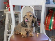 Kaninchen_Dachshund_1158