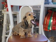 Kaninchen_Dachshund_1160