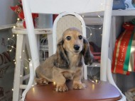 Kaninchen_Dachshund_1163