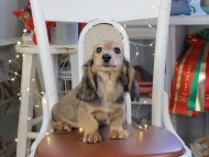 Kaninchen_Dachshund_1164