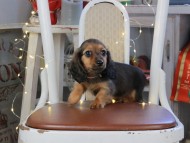 Kaninchen_Dachshund_1189