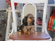 Kaninchen_Dachshund_1202