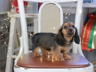 Kaninchen_Dachshund_1228