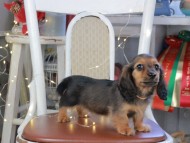 Kaninchen_Dachshund_1233