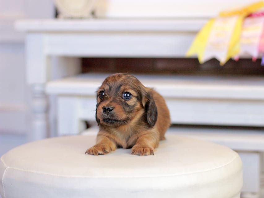 カニンヘンダックスフンド ノン&パッションの子犬 レッド 男の子(1)Kaninchen_Dachshund_1239 カニンヘンダックスフンド ノン&パッションの子犬 レッド 男の子(1)