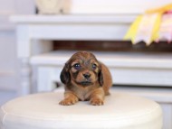 Kaninchen_Dachshund_1240 Kaninchen_Dachshund_1240